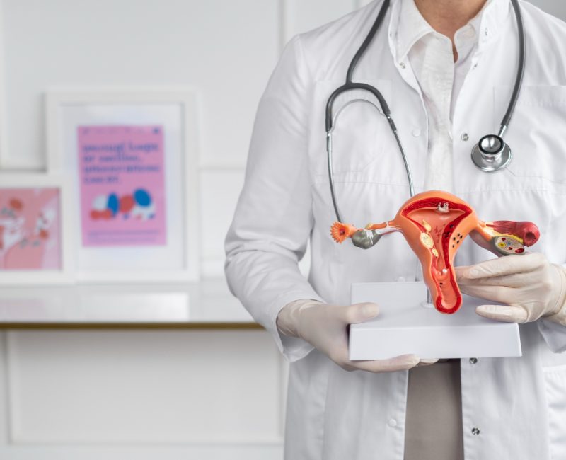 front-view-doctor-holding-anatomic-model