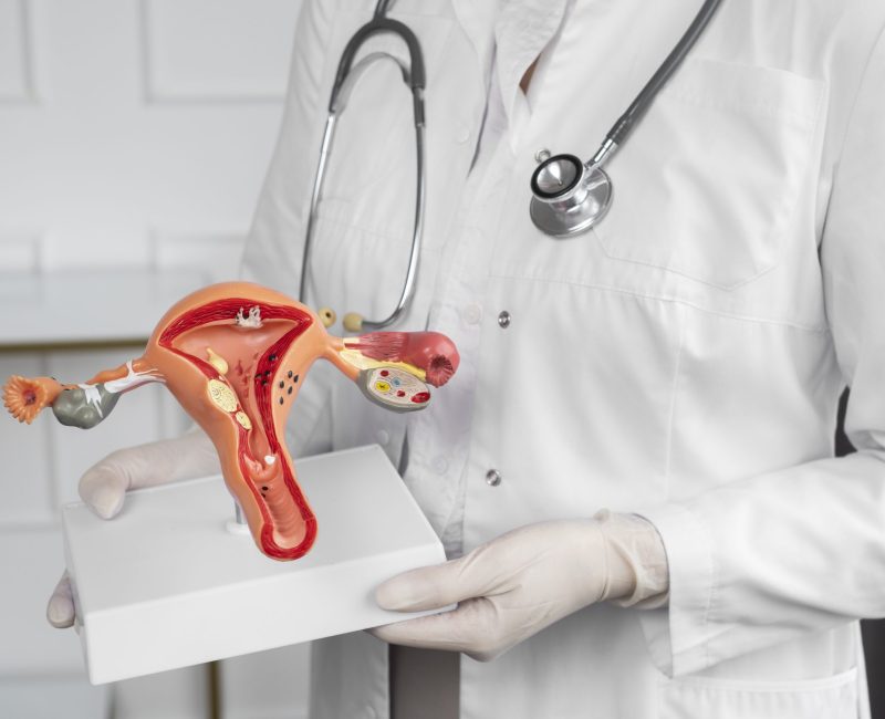 side-view-doctor-holding-anatomic-model